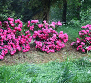 Rhododendron in voller Blüte