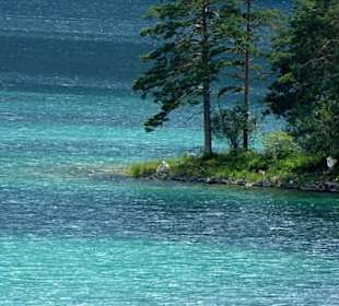 Bäume auf einer Insel