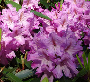 Hauptblüte im Rhododendronpark Bremen