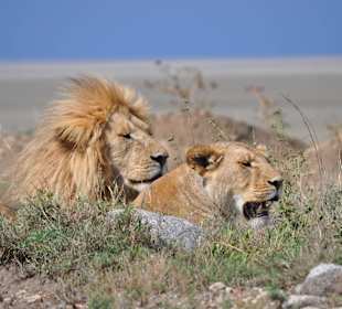 Lions honeymoon