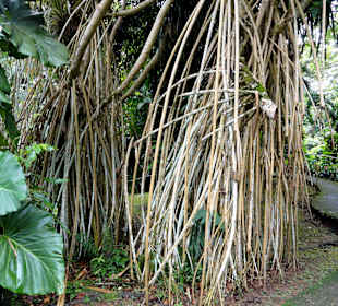 Mangroven im Botanischen Garten