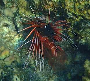 Schnorcheln Marsa Alam