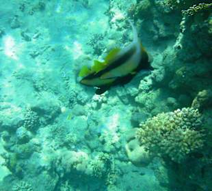 Unterwasserwelt Hotel Sharm Plaza