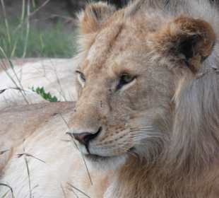 Masai Mara