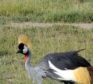 Kronenkraniche waren in grosser Zahl zu sehen