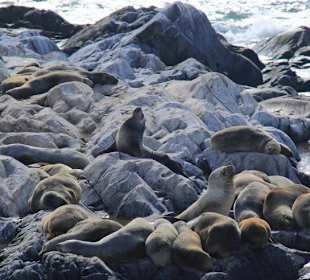 Bootsfahrt auf dem Beagle-Kanal