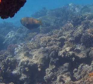 Korallen Riff mit Fisch
