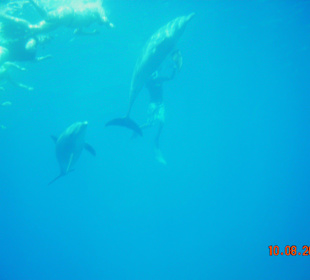 Delfintour mit SimSim-Reisen