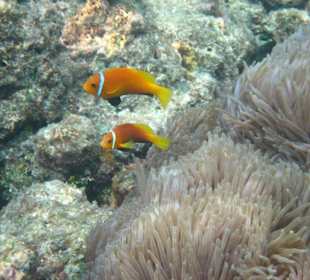 Nemo ausserhalb des Hauses