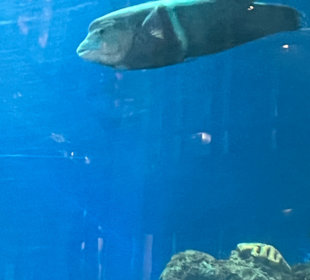 Glasbodenboot Tour Hurghada