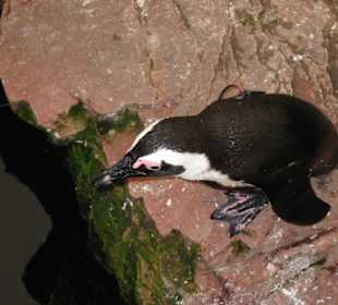 Pinguin