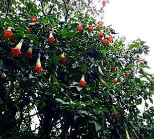 Rundweg „La Isla“ Path