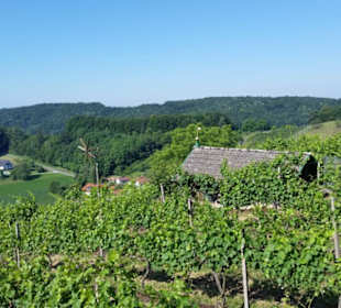 Weinberg mit Winzerhaus