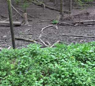 Wildgehege im Rammert