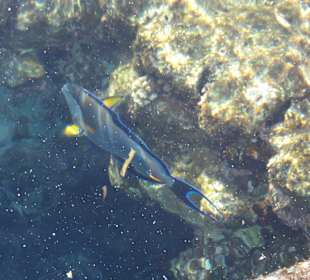 Sehr klares Wasser... man sieht die Fische