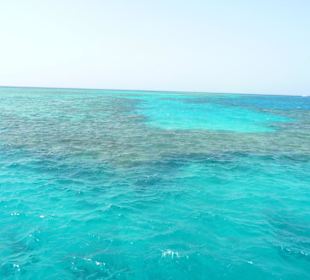 Delfintour mit Karibikfeeling