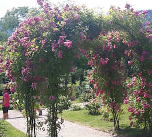 Rosenneuheitengarten