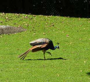 Blauer Pfau