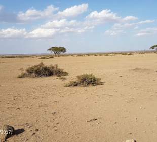 PrivatSafari 10/17 - Tsavo+Amboseli - impressions