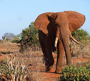 Tsavo West / - Ost / Amboselli