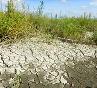 Salzwiesenlehrpfad/Pflanzen