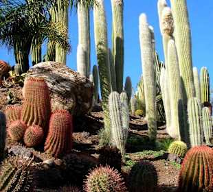 Kakteenhügel