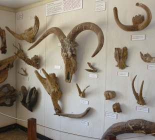 Fossilien in der Ausstellung