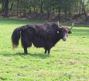 Ein Yak