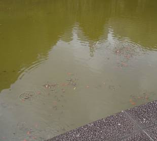 Viele kleine Fiscche