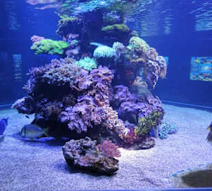 Im Aquarium des "Haus der Natur"