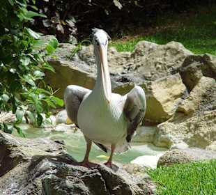 Loro Park - Pelikan