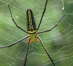 Im Sinharaja Rainforest