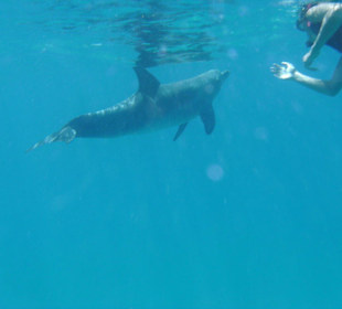 Delfin