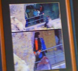 In memoriam: Michael Jackson im Loro Parque