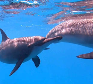 Delfinschwimmen Sataya Reef (Dolphin House)