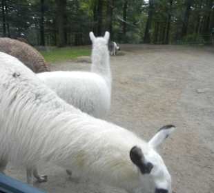 Parkplatz voller Lamas ^^
