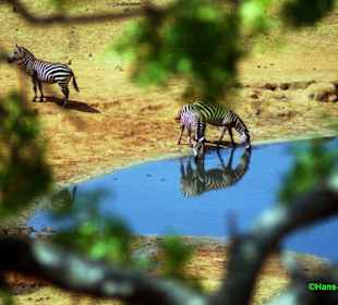 Zebras an der Tränke!