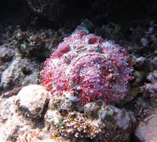 Shaab Marsa Alam