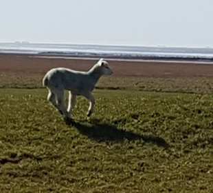 Wandern Emmelsbüll-Horsbüll