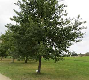 Der erste im Findlingspark gepflanzte Baum 