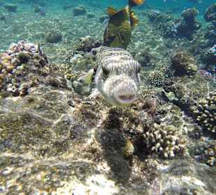 Домашний риф