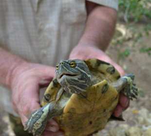 Schildkröte von Rob gehalten 