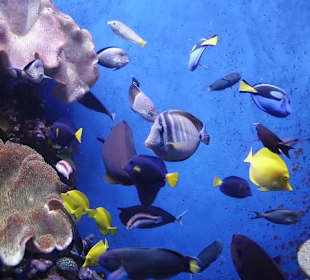 Unterwasserwelt