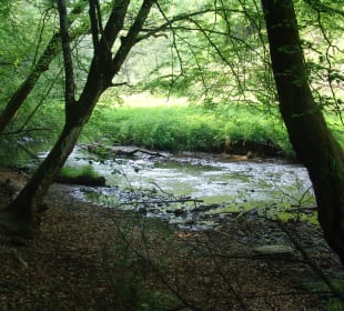 Traumschleife Ehrbachklamm 2022 – durch die Klamm