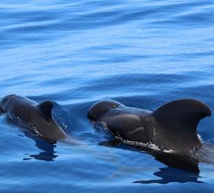 Delfin und Walbeobachtung 3 stündig 