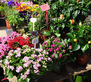 Impressionen vom Wochenmarkt La Ciotat