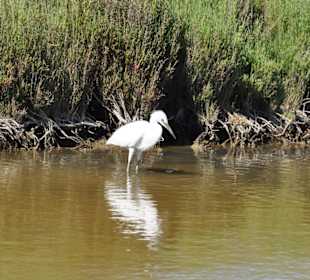 Naturpark S'Albufera