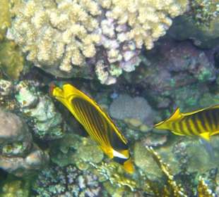 Schnorcheln am Koralleniff