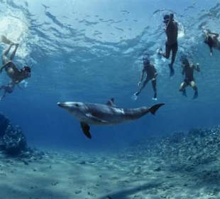 Delfin- und Schnorcheltour buchbar bei Ammar 