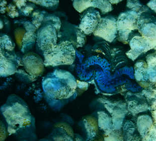 Schnorcheln Makadi Bay